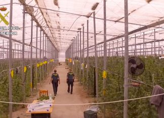 La Guardia Civil interviene más de 41.000 plantas de marihuana en un invernadero y detiene a una persona